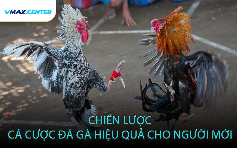 Chiến Lược Cá Cược Đá Gà Hiệu Quả Cho Người Mới