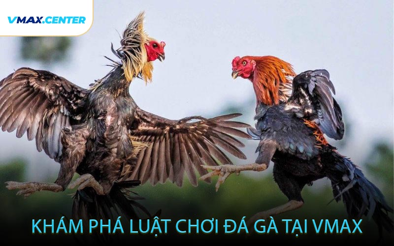 Khám Phá Luật Chơi Đá Gà Tại VMAX