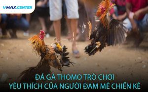 Đá gà Thomo - Trò chơi yêu thích của người đam mê chiến kê