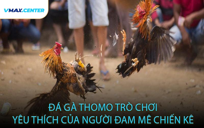 Đá gà Thomo - Trò chơi yêu thích của người đam mê chiến kê
