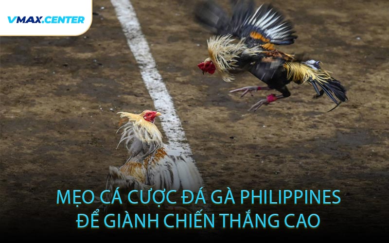 Mẹo cá cược đá gà Philippines để giành chiến thắng cao
