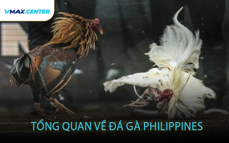 Tổng quan về đá gà Philippines
